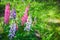 Colorful lupine flowers on the meadow in summer