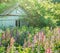 colorful lupines bloom at sunset in old garden in spring or early summer