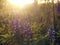 Colorful lupines blooming in a meadow