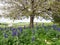 Colorful Lupines blossom under a tree in a field on a sunny day.