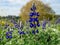 Colorful Lupines field blossom in a sunny day.