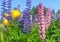 Colorful lupines flowers