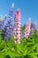 Colorful lupines flowers grow on the meadow