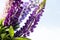 Colorful lupins on black and white background.