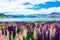 Colorful Lupins by Lake Tekapo