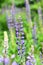 Colorful lupinus, commonly known as lupin or lupine flowers