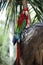 Colorful Macaw