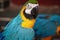 The colorful Macaw