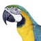 Colorful Macaw