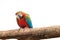 Colorful Macaw aviary on white isolated background