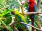 Colorful Macaw Birds