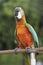 A colorful macaw carved on a raised log