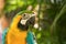 Colorful macaw in the nature