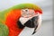 Colorful Macaw Parrot