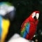 Colorful Macaw Parrot