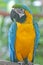 Colorful Macaw Parrot