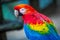 Colorful Macaw parrot back view wings detail