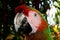 Colorful Macaw parrot close up