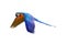 Colorful Macaw parrot flying