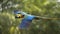 Colorful macaw parrot flying in Amazon rainforest
