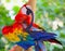 Colorful Macaw Parrot Preening Feathers