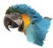 Colorful macaw parrot`s