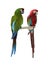 Colorful Macaw Parrots