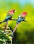 Colorful Macaw Parrots