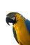 Colorful Macaw on white