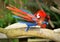 Colorful macaws