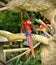 Colorful macaws