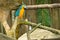 Colorful macaws