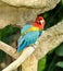 Colorful macaws