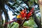 Colorful Macaws from Colombia