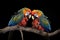 colorful macaws preening each other on a tree branch