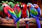 Colorful macaws sitting on a branch in a zoo. Generative AI