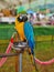 Colorful macow parrot bird, Blue and yellou macow