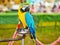 Colorful macow parrot bird, Blue and yellow macow