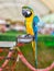 Colorful macow parrot bird, Blue and yellow macow with blurred background
