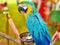 Colorful macow parrot bird, Blue and yellow macow with blurred background.