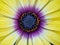 Colorful macro image of the osteospermum `Blue-eyed Beauty`