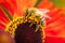 A colorful macro portrait of a honey bee sitting on a helenium moerheim or mariachi flower collecting pollen to bring back to its