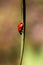 A colorful macro portrait of a ladybird, also called ladybug, walking down a blade of grass looking for some food. The useful