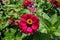 Colorful magenta-colored flower head of zinnia