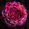 A colorful magenta and pink rose with intricate textures and details that become visible upon close Trendy color of 2023
