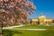 Colorful magnolia blossom in spring in Zagreb, Croatia