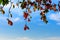 Colorful Malabar leaves have blue sky as a background.