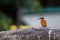 Colorful malachite kingfisher perched on a rock