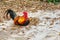 Colorful male bantam chicken lying on a pile of dried leaves