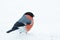 A colorful male Bullfinch, Pyrrhula pyrrhula standing on snow during a cold winter